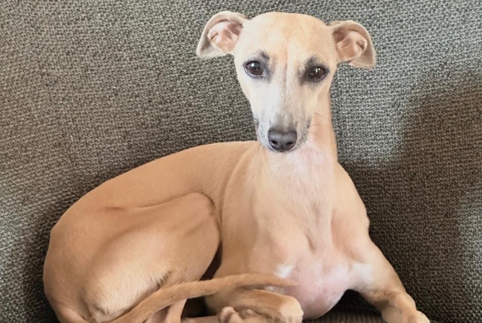Vermisstmeldung Hund  Weiblich , 7 jahre Sucy-en-Brie Frankreich
