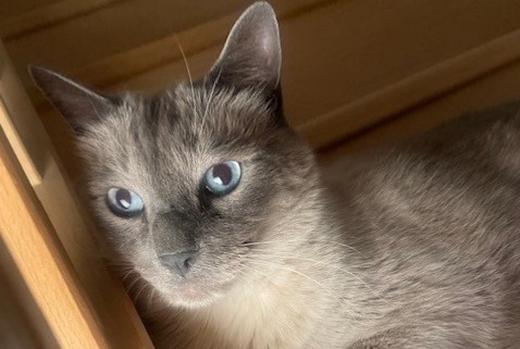 Disappearance alert Cat  Male , 9 years Choisy-le-Roi France