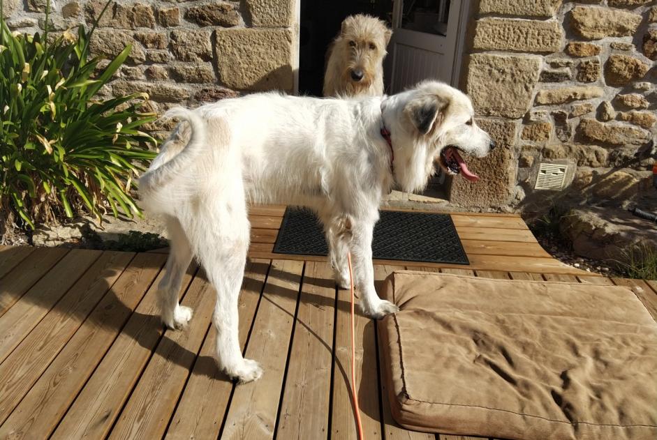 Discovery alert Dog  Male Hennebont France