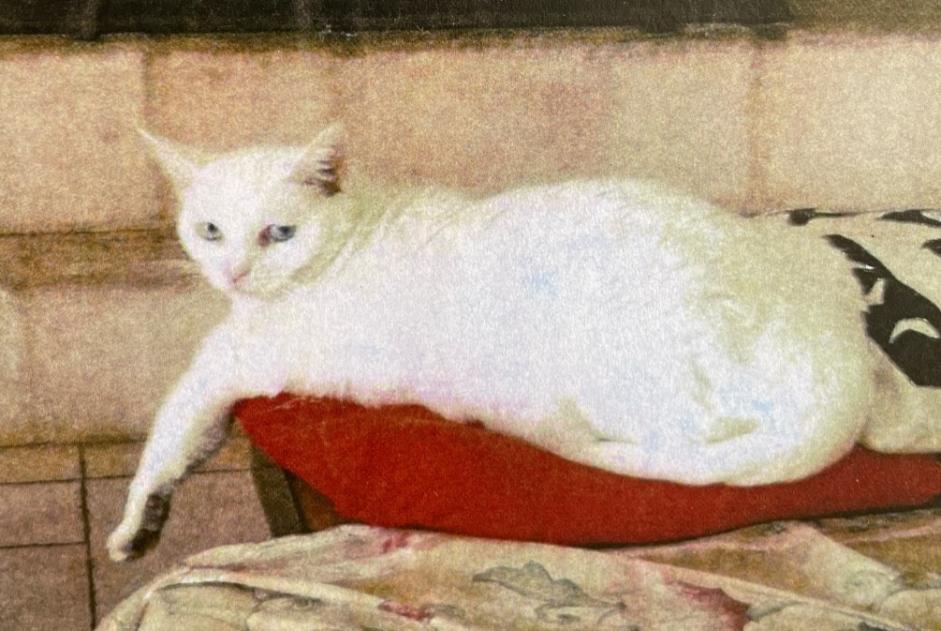 Alerte Disparition Chat Femelle , 8 ans Saint-Cézaire-sur-Siagne France