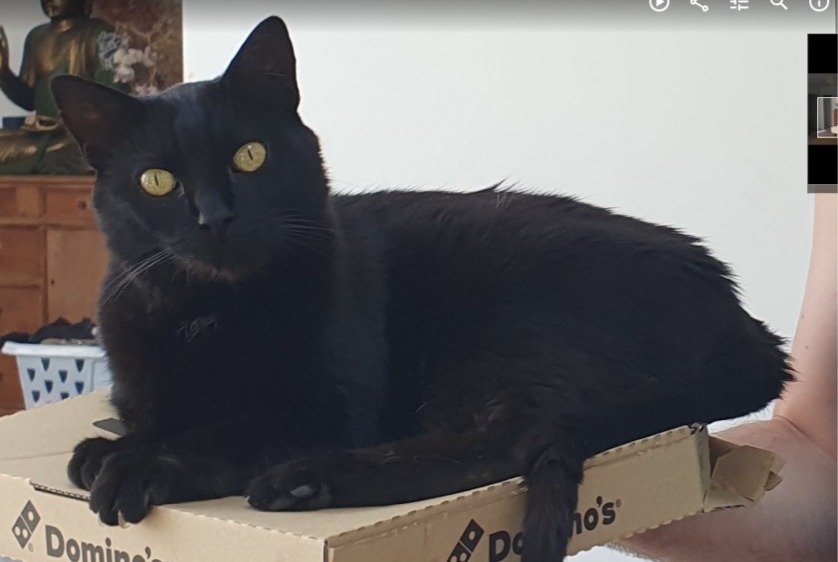 Alerte Disparition Chat croisement Mâle , 10 ans Saint-Maur-des-Fossés France Alerte Disparition Chat croisement Mâle , 10 ans Saint-Maur-des-Fossés France