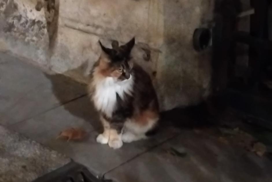 Alerte Découverte Chat Inconnu Montpellier France