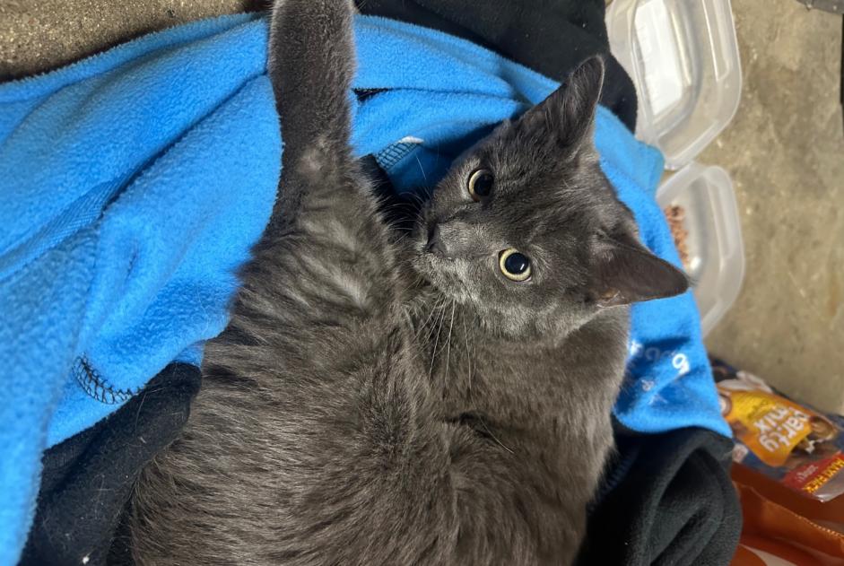Alerte Découverte Chat Mâle Ablon-sur-Seine France