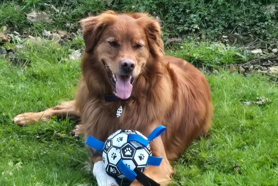 Alerte Disparition Chien croisement Mâle , 7 ans Itxassou France Alerte Disparition Chien croisement Mâle , 7 ans Itxassou France