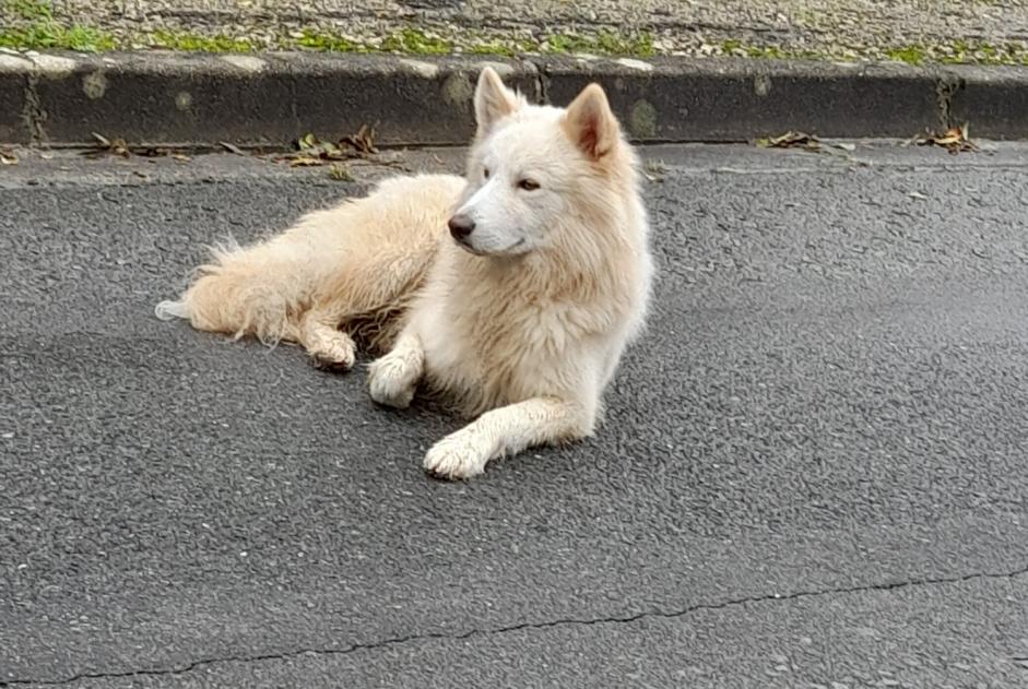 Alerte Découverte Chien Inconnu Gond-Pontouvre France