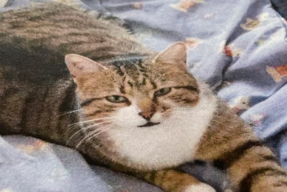 Verdwijningsalarm Kat Mannetje , 6 jaar Saint-Cézaire-sur-Siagne Frankrijk Verdwijningsalarm Kat Mannetje , 6 jaar Saint-Cézaire-sur-Siagne Frankrijk
