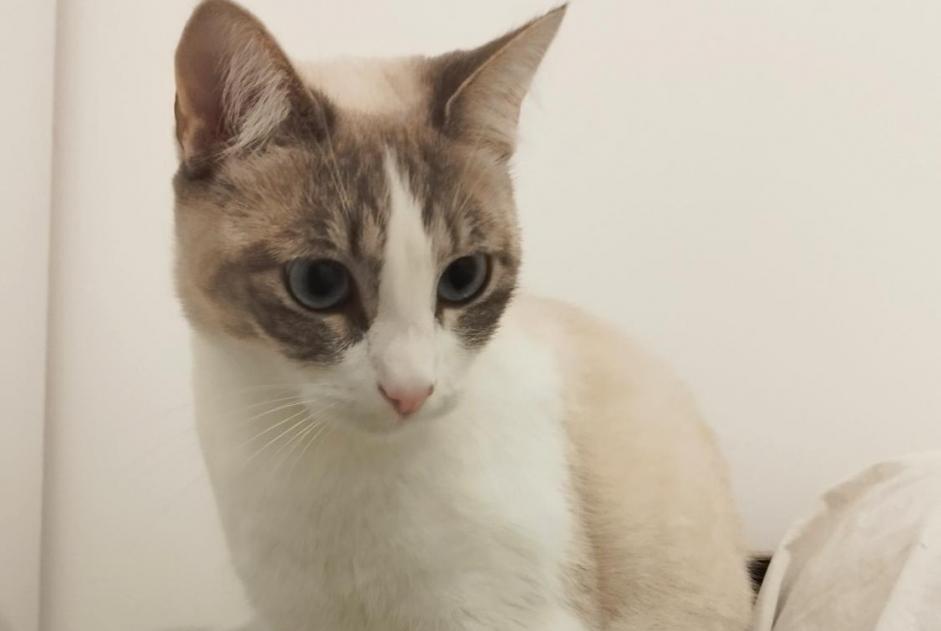 Alerta desaparecimento Gato  Fêmea , 2 anos Créteil France