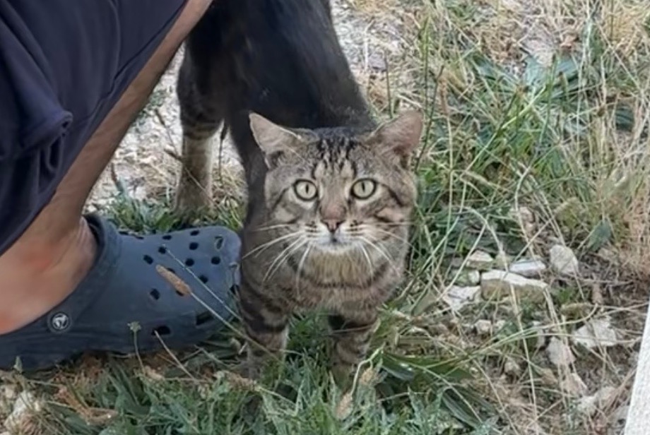 Alerta descoberta Gato cruzamento Macho , 2 anos Chapet France